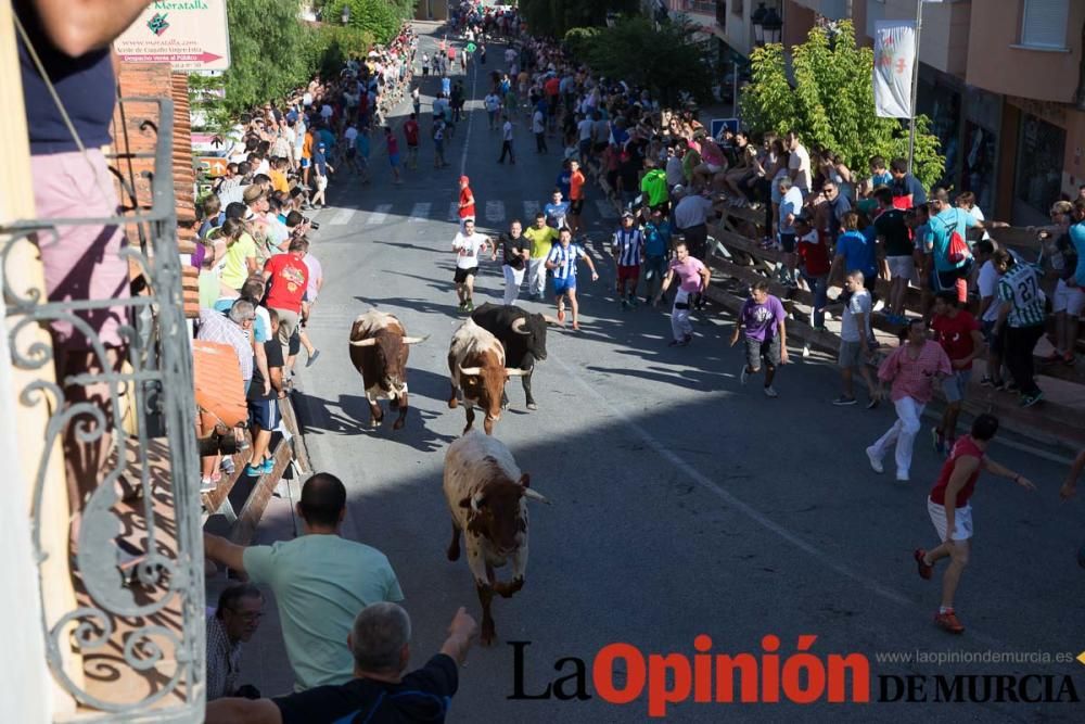 Suelta de toros en Moratalla