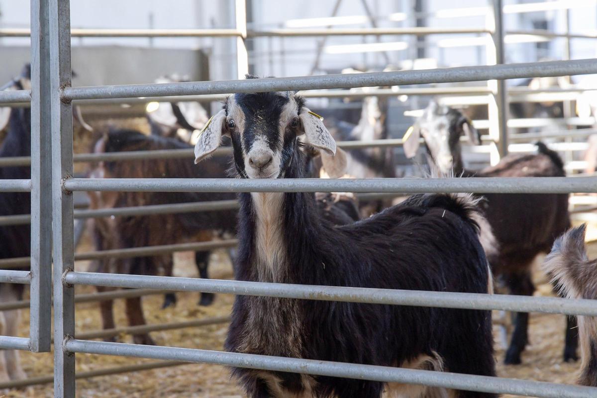 Una cabra asoma la cabeza entre las rejas de un establo de una granja en Canarias.