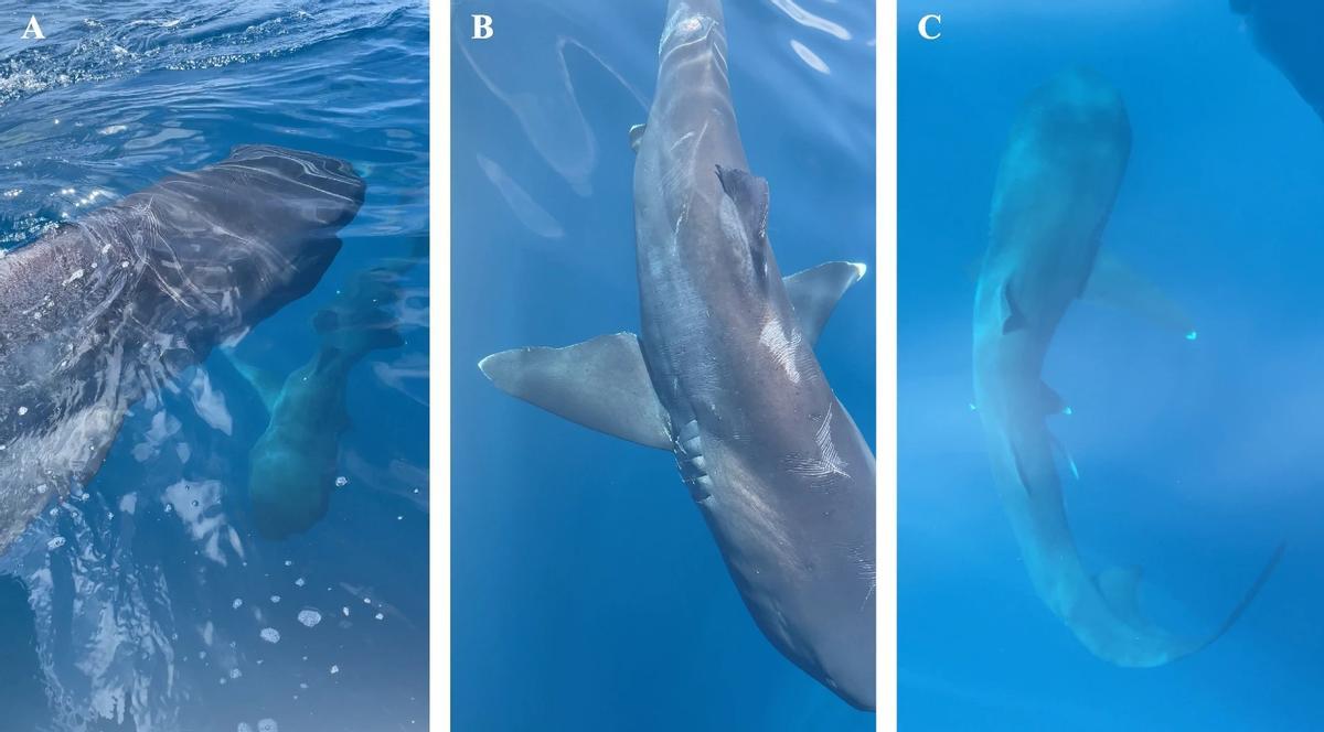 Los dos tiburones, nadando cerca del bote en California