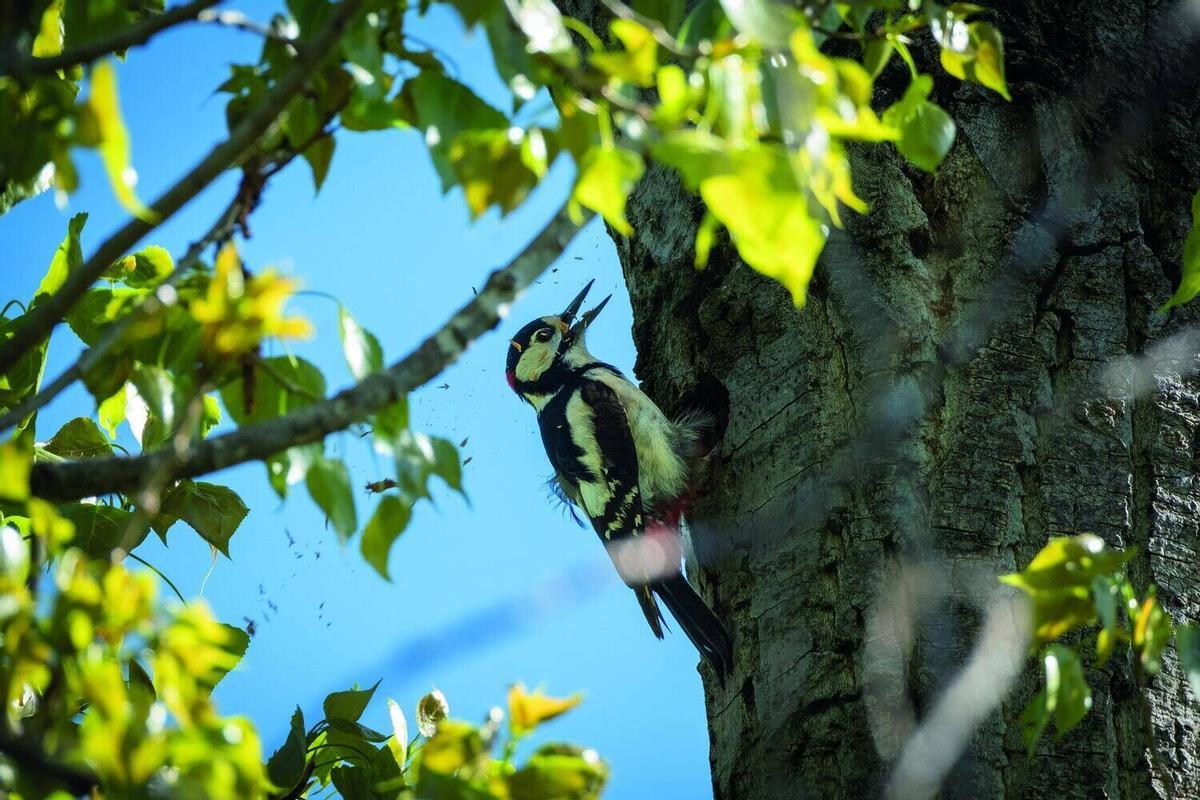 Aquests són els animals que pots veure lliures al riu Cardener al seu pas per Manresa
