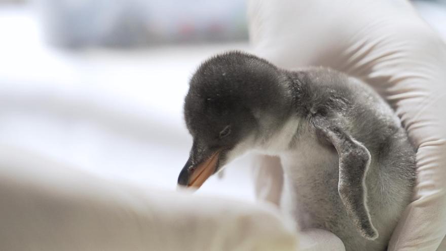 Naixen tres nous pingüins en l’Oceanogràfic
