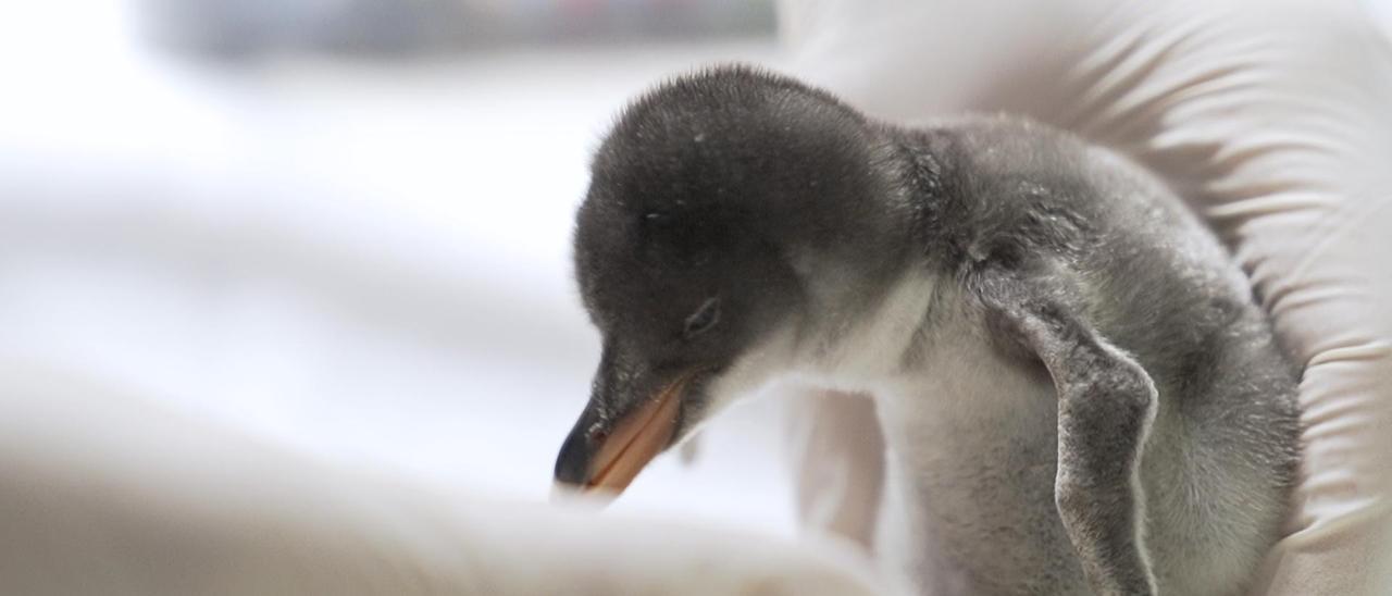 Naixen tres nous pingüins en l’Oceanogràfic