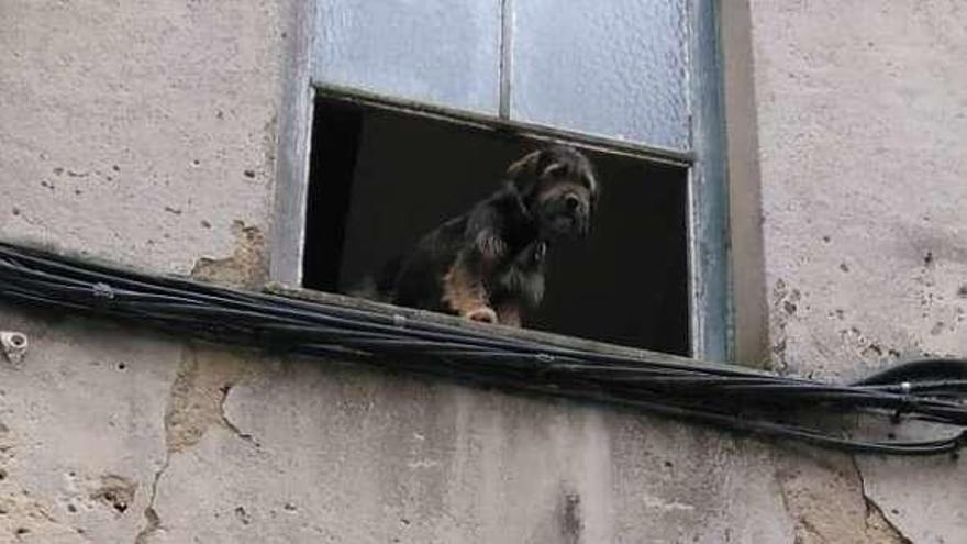 El perro, en la ventana de la casa abandonada de Sama.