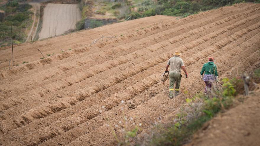 Dos agricultores caminan por una finca plantada de papas en la Isla de Tenerife.