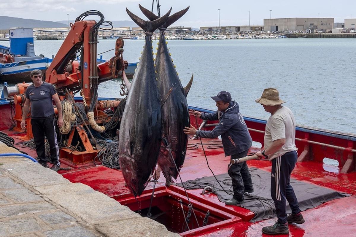 Desembarco de atunes en Barbate (Cádiz).