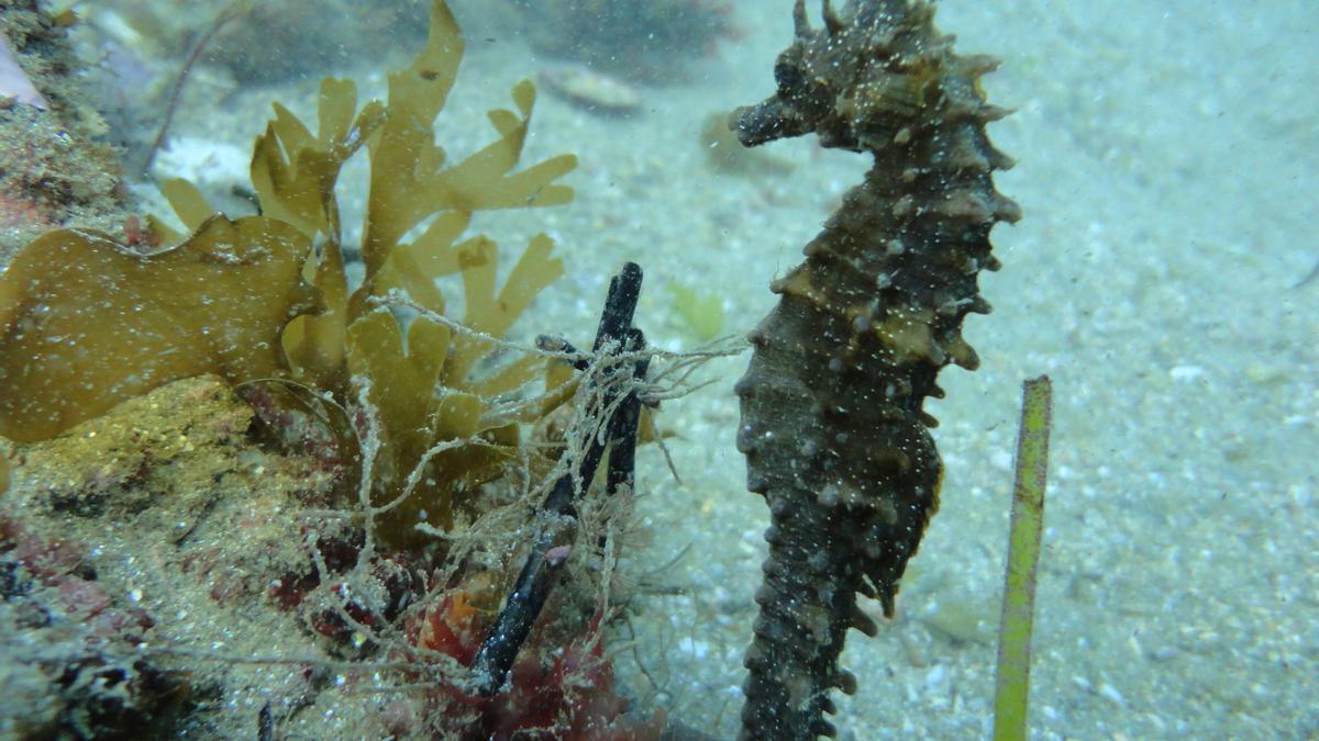 Caballito de mar (Hippocampus guttulatus) en Galicia.