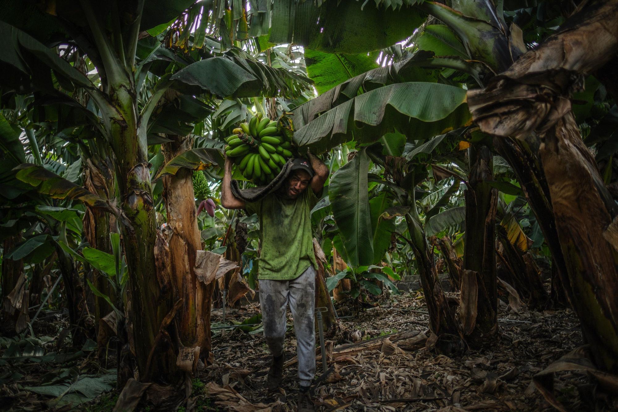 Corte, transporte y empaquetado de plátanos en La Palma