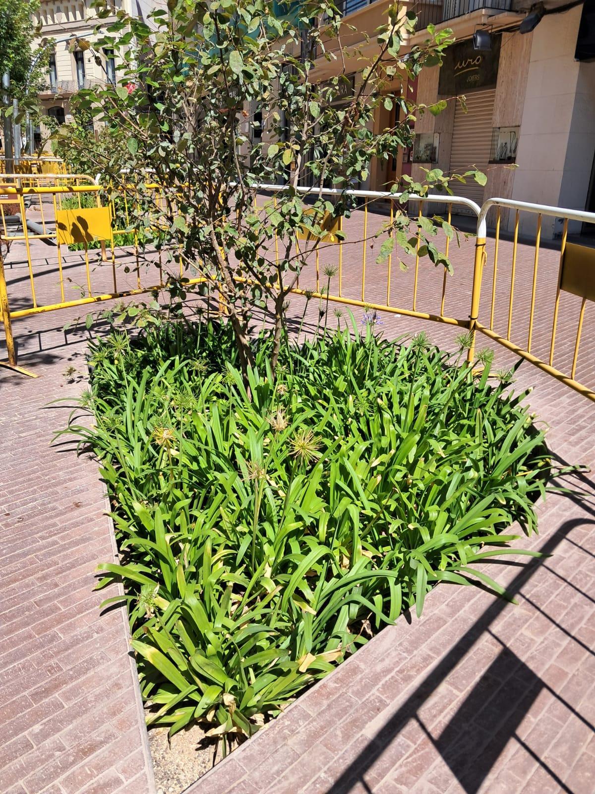 Un dels escocells amb plantes arbustives