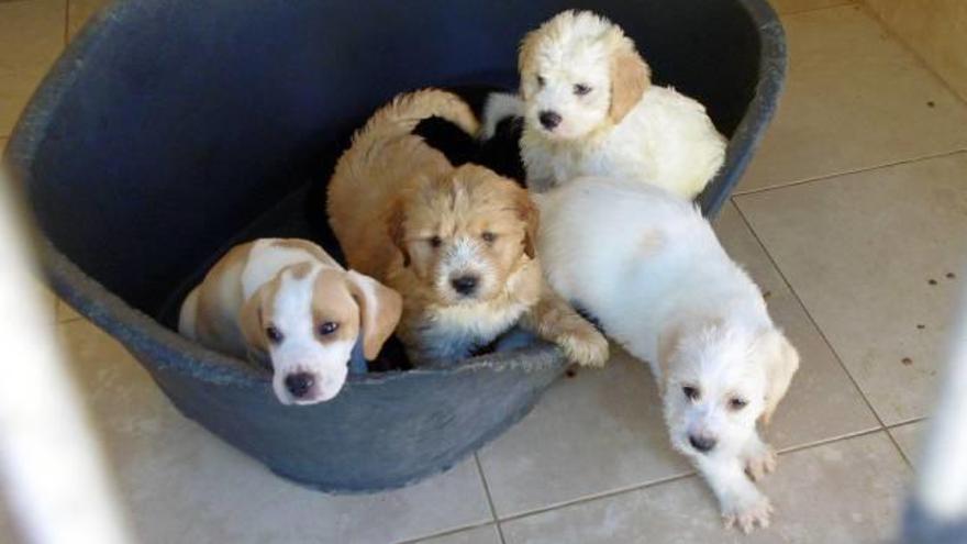 Abandonan a 17 cachorros de perro en un mes en contenedores en caminos de Xàbia