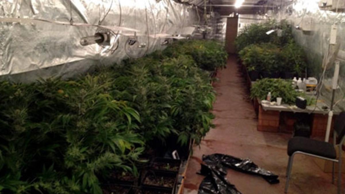 El altillo con unas 500 plantas de marihuana localizado en Mataró.