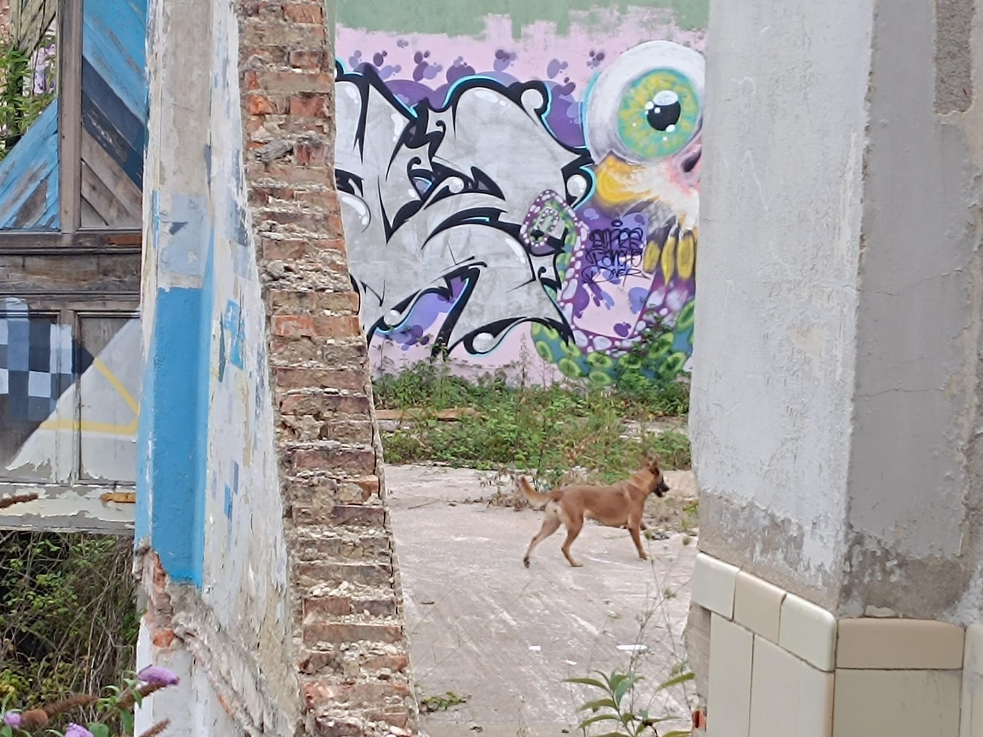 Así entrena la Unidad Canina de Rescate del Principado de Asturias, con sede en La Morgal