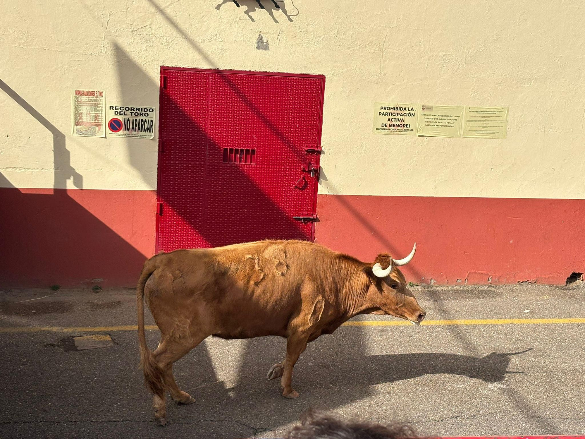 GALERÍA | Emoción y muchas carreras con la vaca Rabona