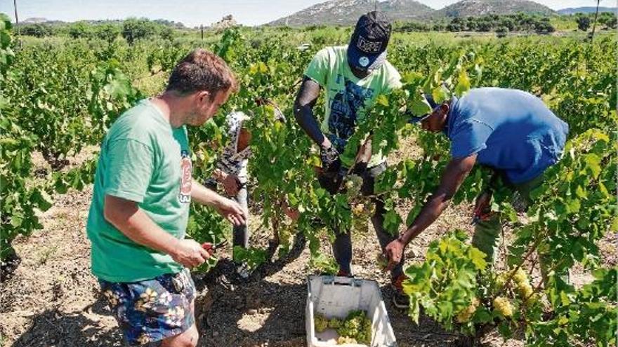 La verema DO Empordà serà un 10% inferior per la tramuntana i la pedregada