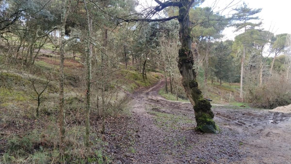 Resultados del plan Renaturaliza en el bosque de Valorio de Zamora: plantación de 4.400 árboles
