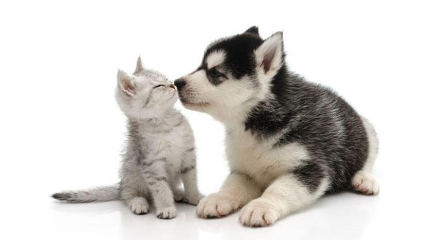 Claves para una buena relación entre perros y gatos