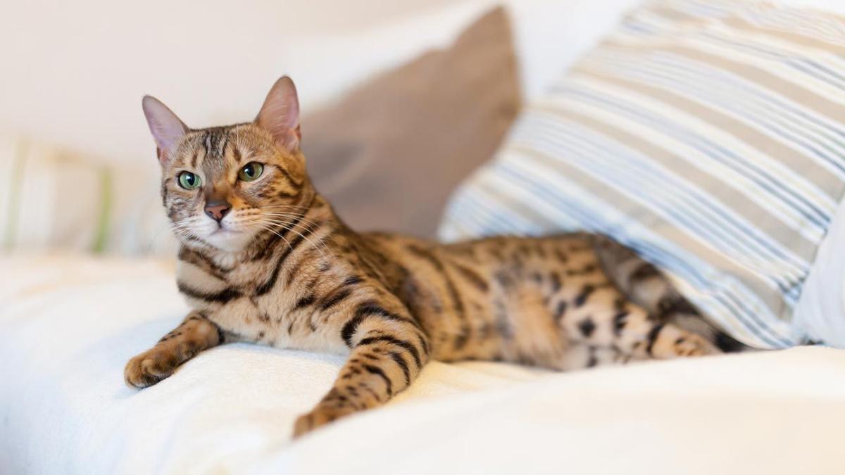 😼 Gato Bengalí 🐆 El único animal igual a un felino salvaje