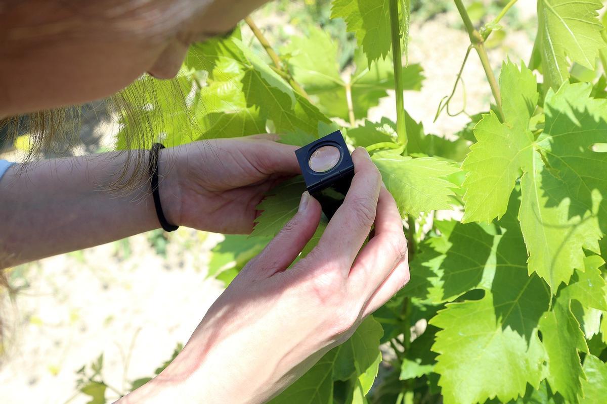Ángela Portero supervisa un pámpano en un viñedo de la Sierra de Montilla.
