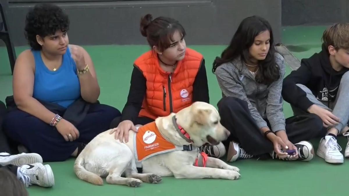 La escuela Lleó XIII de Barcelona hace terapia con perros para prevenir el acoso escolar