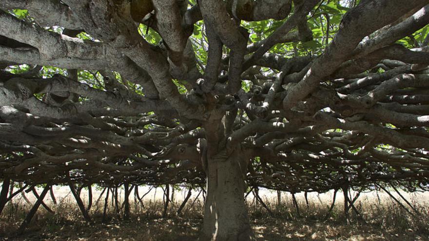 El árbol singular catalogado