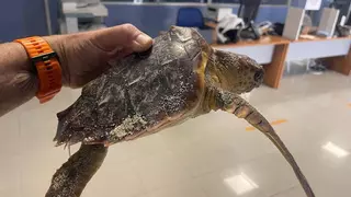 La Policía de Cala Millor rescata una tortuga marina: Así debes actuar si encuentras una