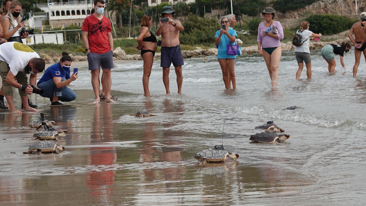 Las doce tortugas marinas del nido de Cullera vuelven al mar