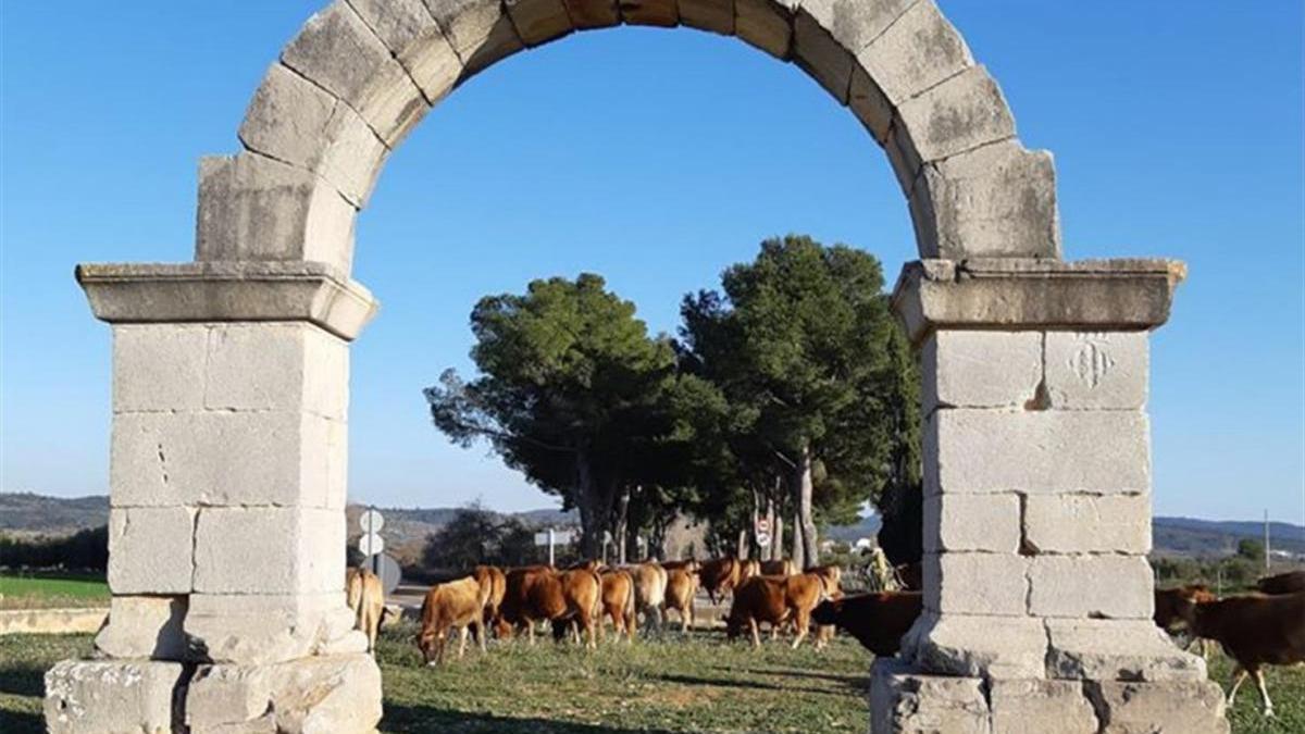 Un ‘tour’ de vacas cruza el histórico arco de Cabanes