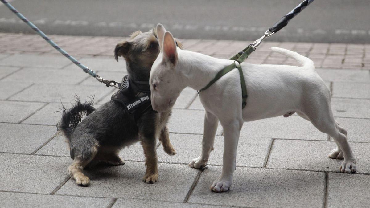 Les mascotes deixen de ser «béns immobles o coses»