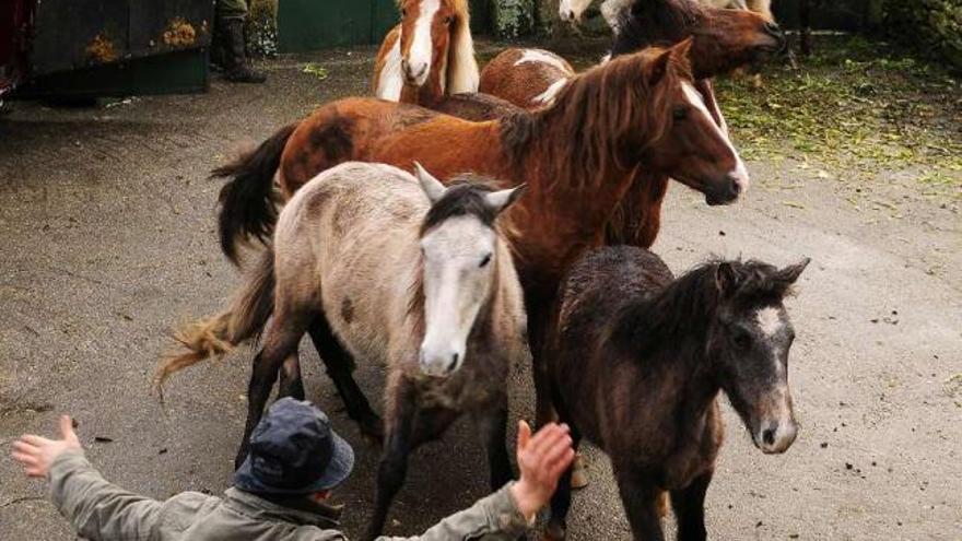 Una persona frena a una manada de caballos en Moscoso.  // A.M.Leiro