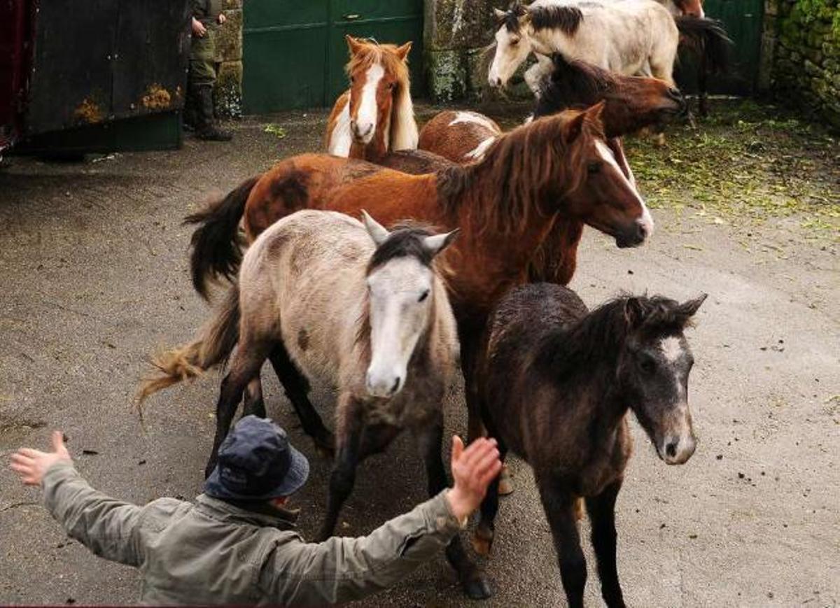 Una persona frena a una manada de caballos en Moscoso.  // A.M.Leiro