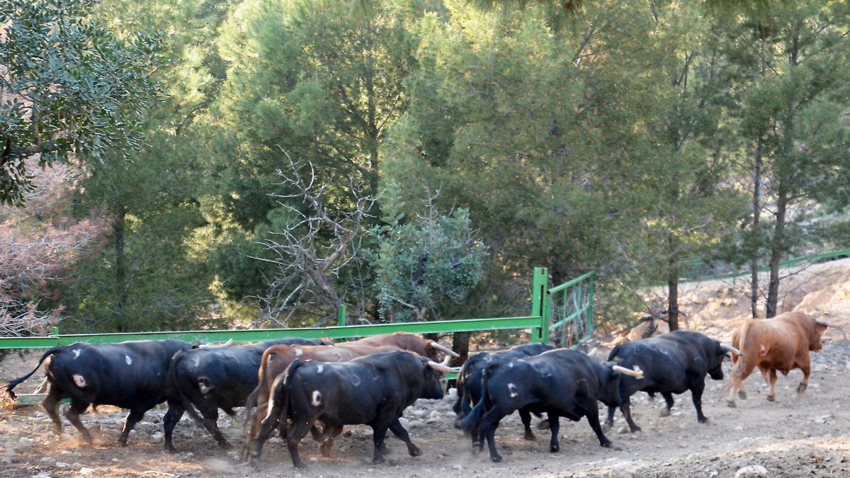 Naturaleza y plenitud: así viven los toros de la ganadería de Daniel Ramos