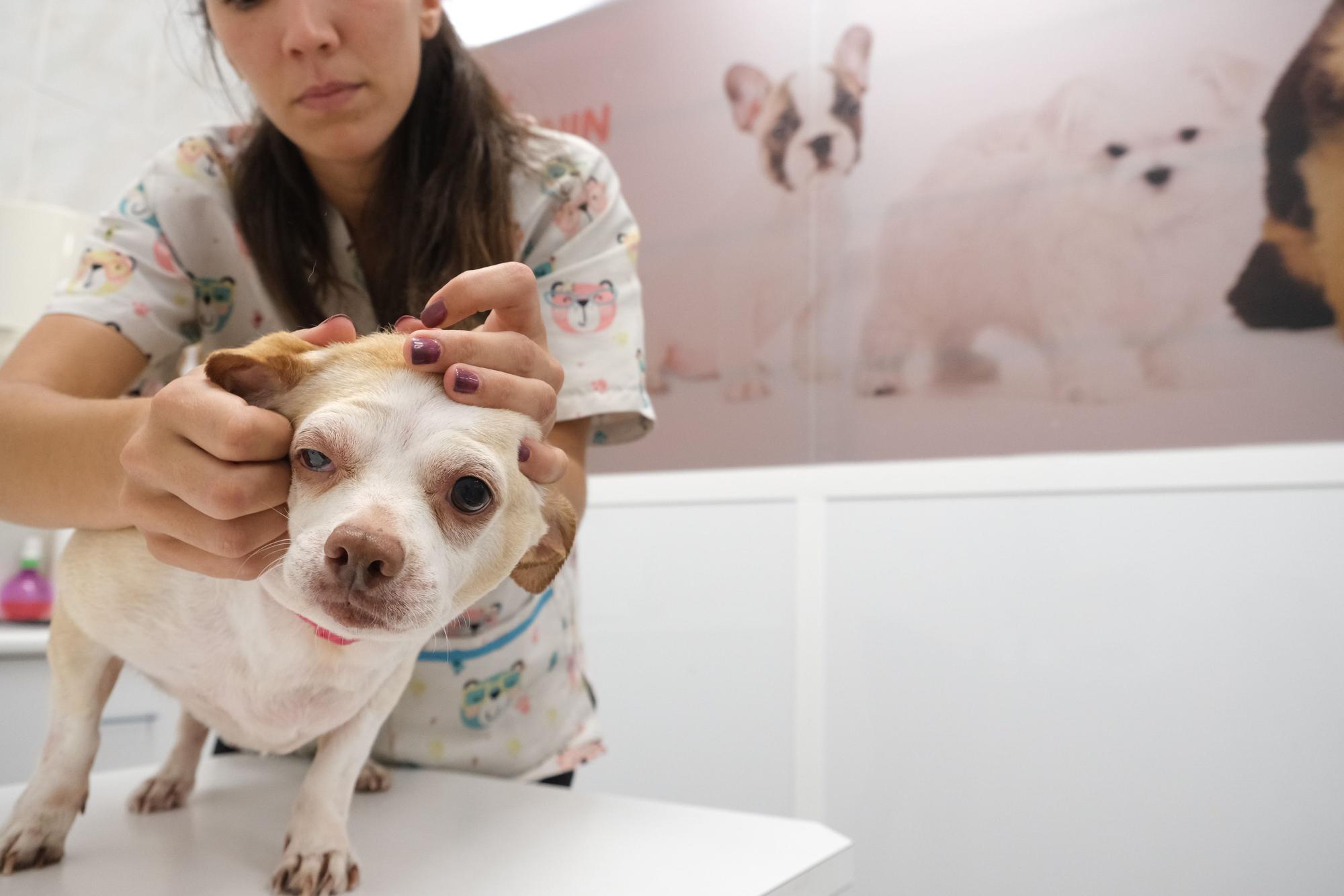 Aumentan las atenciones a perros con garrapatas