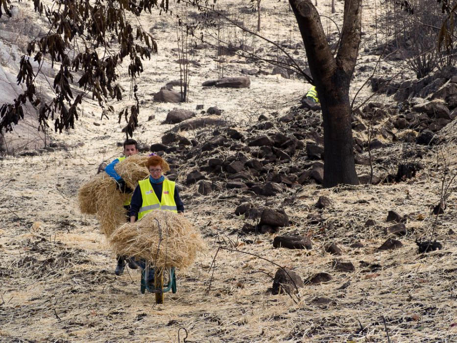 Incendios en Galicia | Paja para recuperar los mon