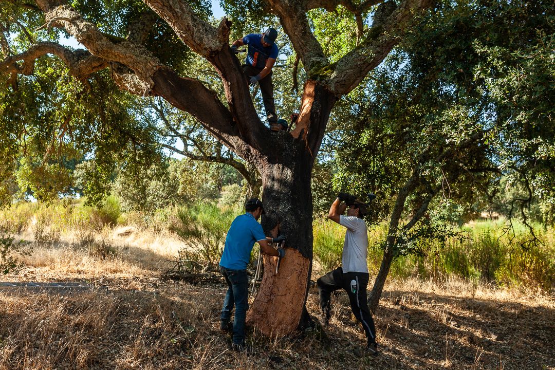 Obtención de corcho en los alcornoques de Fornillos de Fermoselle.