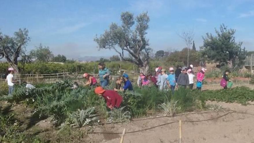 Visita escolar al huerto ecológico de Mutxamel