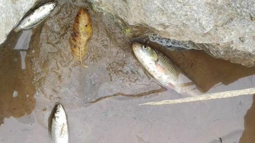 Peixos morts a l&#039;aigua.