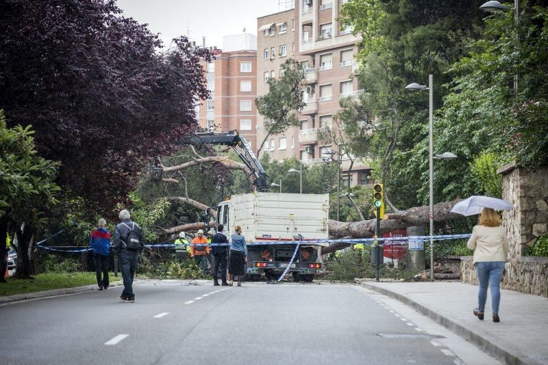 Imágenes de la caída de un árbol en la Calle Rioja