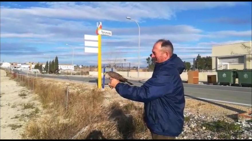 El presidente del Club de Cazadores de Torremendo libera a un gavilán