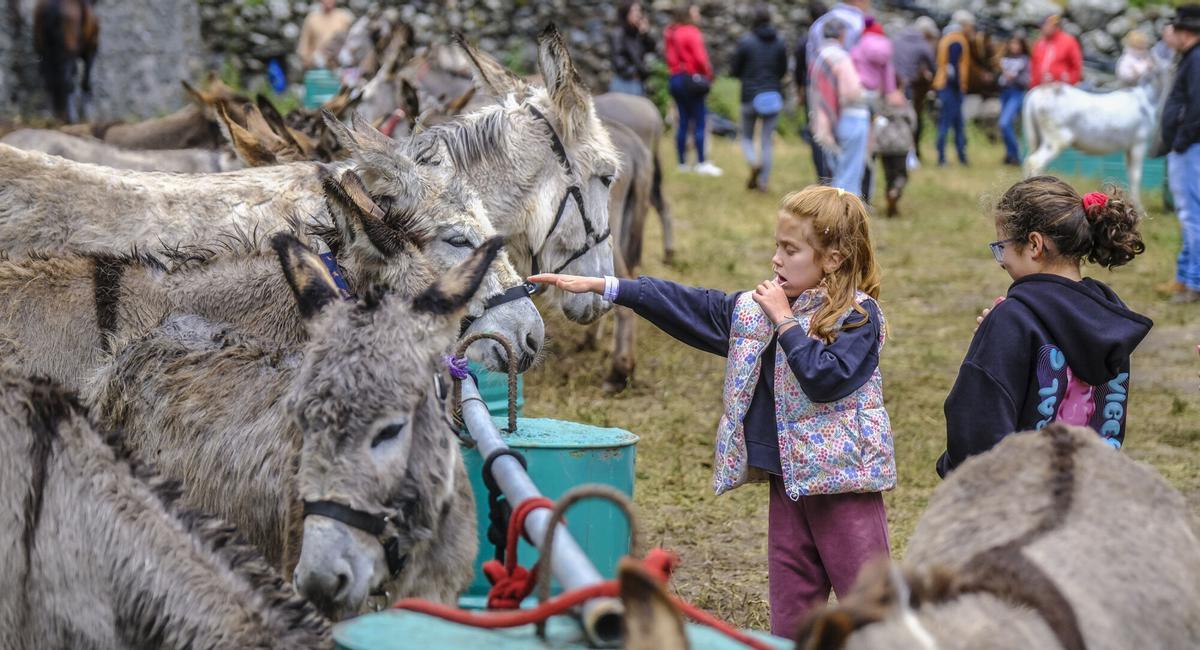 Feria de burros de La Culata de Tejeda 2025