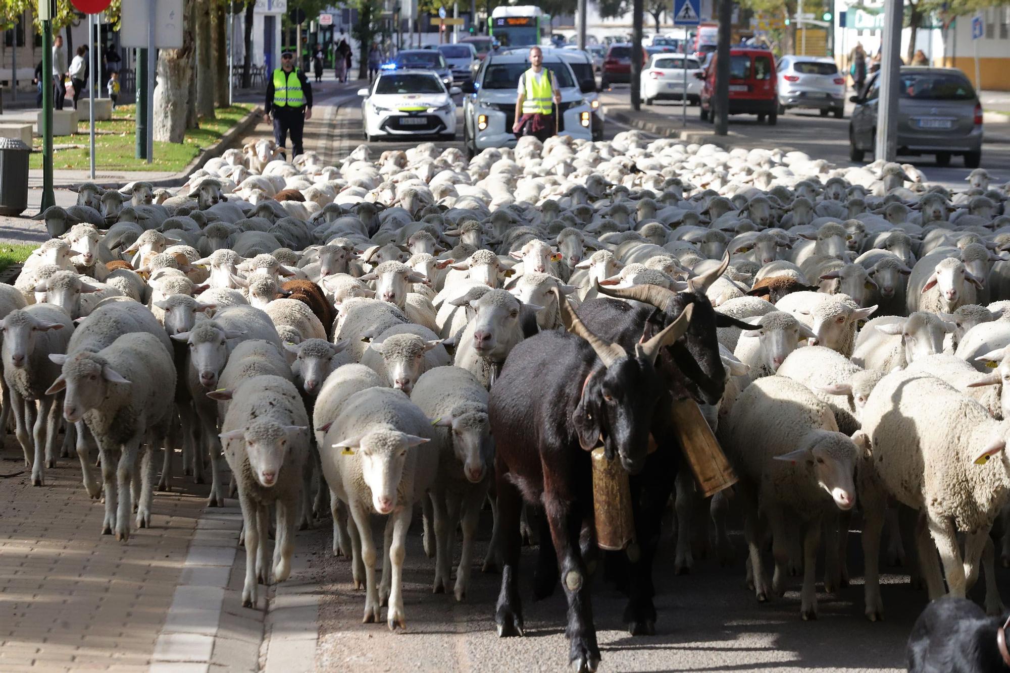 Trashumancia: Un rebaño de ovejas por la Calahorra