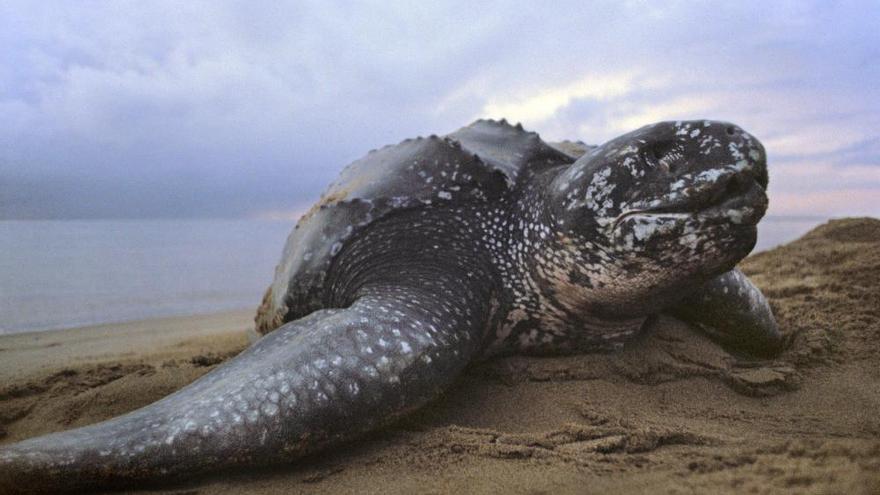 Galicia tiene 72 especies amenazadas que esperan un plan de protección desde 2007