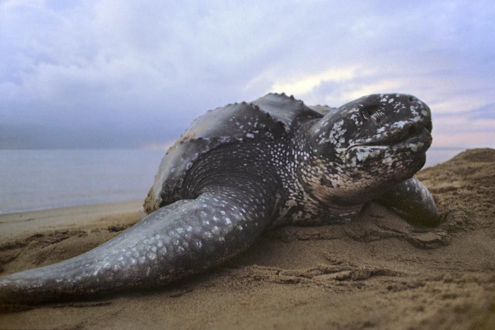 Las especies amenazadas en Galicia