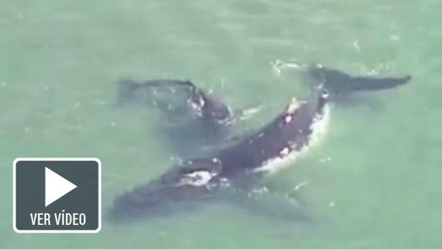 Una cría de ballena salva a su madre varada en la costa