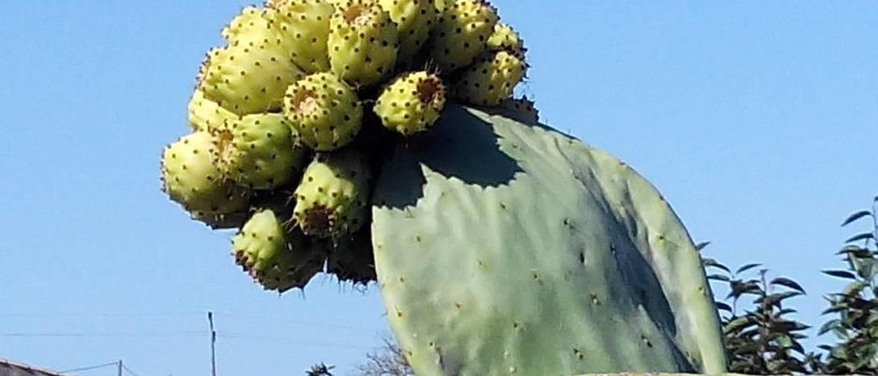 Una chumbera de Sencelles ofrece este espectacular racimo de higos chumbos.