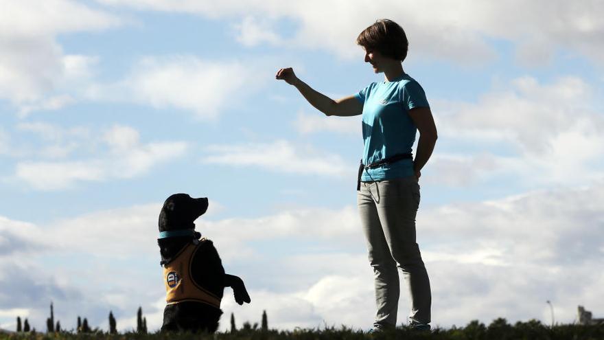 Naroa, la perra labradora que ayuda a los menores víctimas de violencia machista