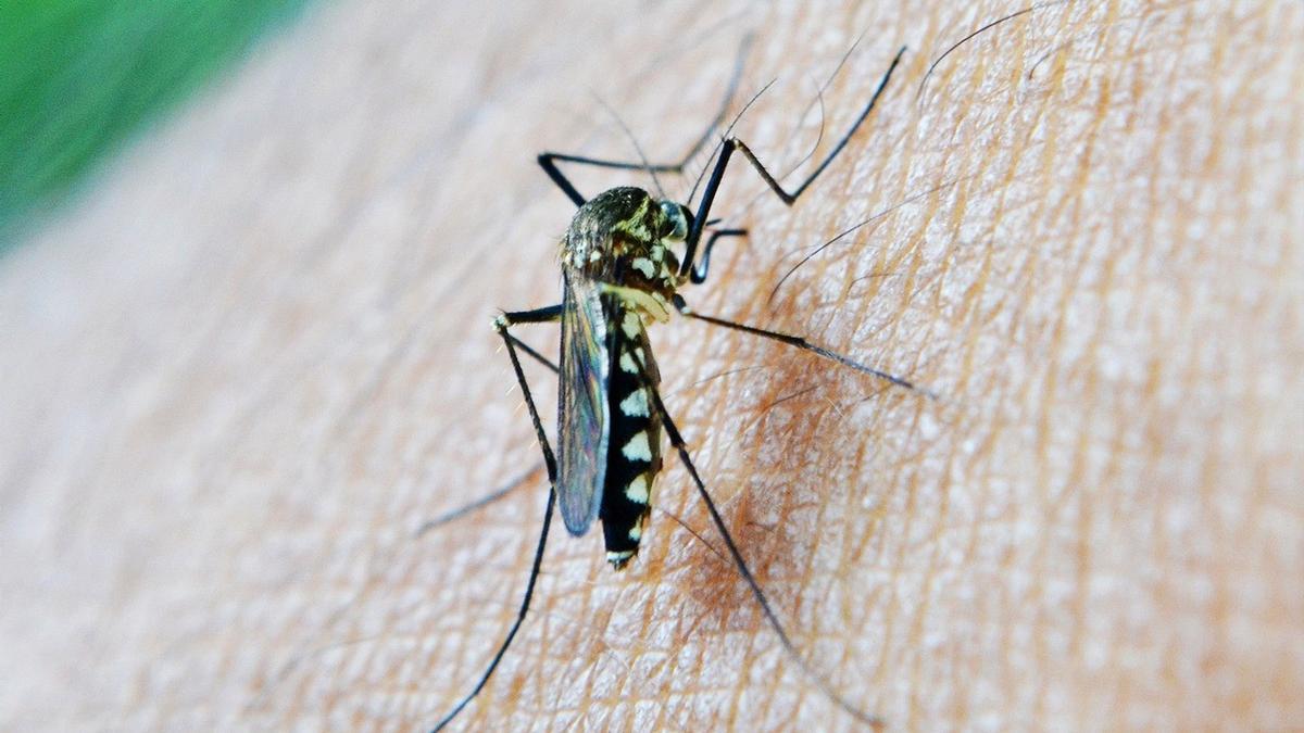 Imagen de un mosquito con virus del Nilo.