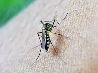 Un vaso en la ventana: el truco para eliminar los mosquitos sin insecticida que cada día hace más gente
