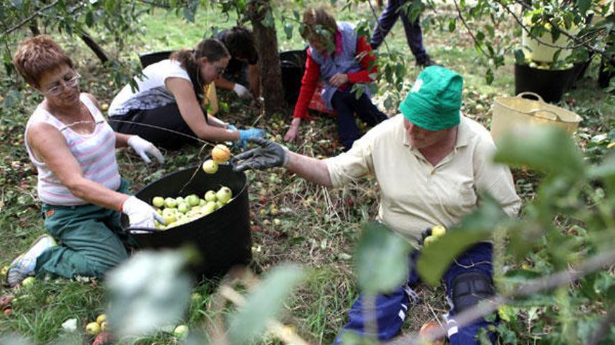 Trabajos de recogida de manzana de sidra, ayer, entre Santa Cristina de Vea y Cora.  // Bernabé / Luismy