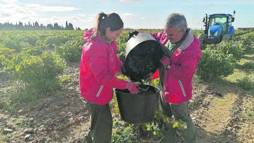 Vendimiadores traspasan racimos de uva recogidos a mano a pequeños cestos para preservar su calidad. | M. J. C.