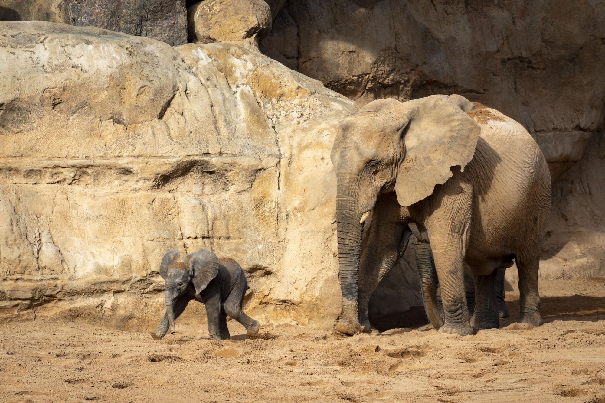 Nace el primer elefante africano en la Comunitat Valenciana