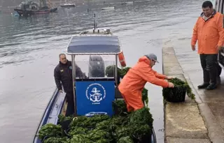 Los mariscadores eliminan nueve toneladas de algas
